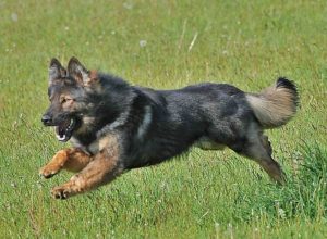 Trained Family Protection Dog (Sold) - Ziggy
