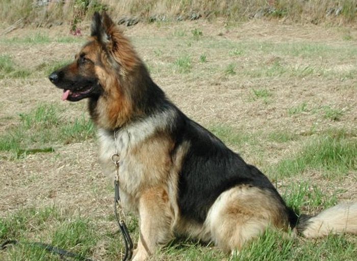 Trained Family Protection Dog (Sold) - Ziggy