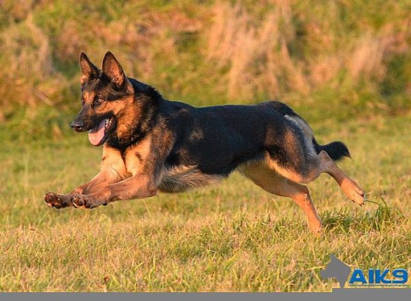 Trained Family Protection Dog (Sold) - Zira