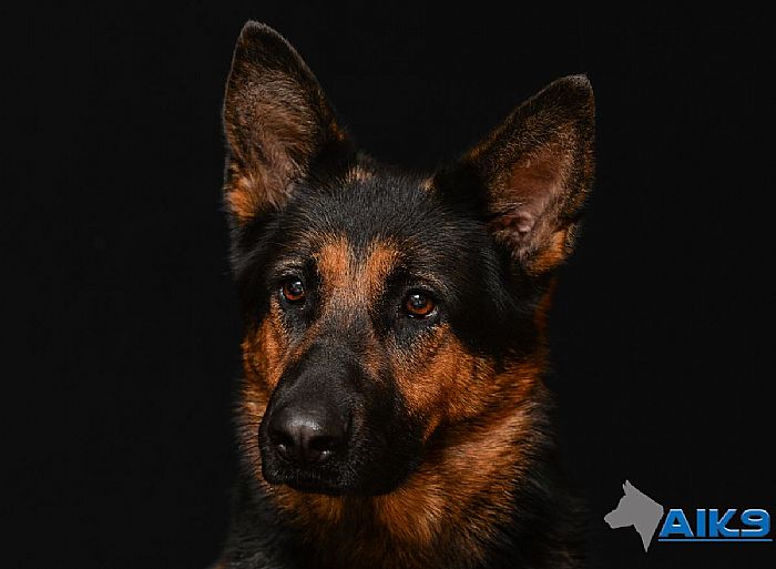 Trained Family Protection Dog (Sold) - Zira