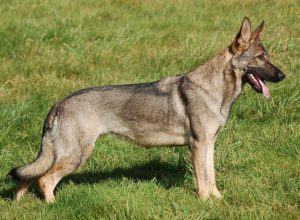 Trained Family Protection Dog (Sold) - Zita