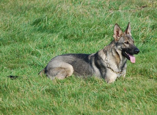 Trained Family Protection Dog (Sold) - Zita