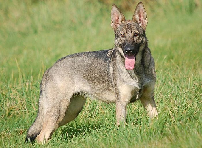 Trained Family Protection Dog (Sold) - Zita