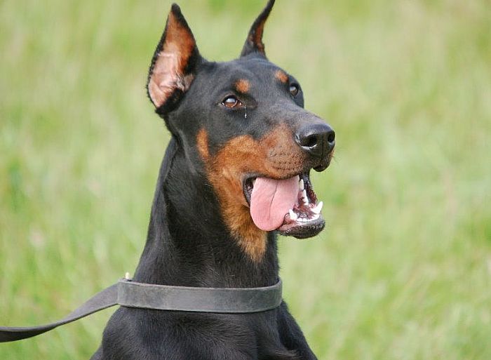 Trained Family Protection Dog (Sold) - Zozo