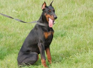 Trained Family Protection Dog (Sold) - Zozo