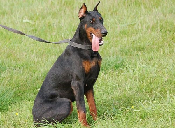 Trained Family Protection Dog (Sold) - Zozo