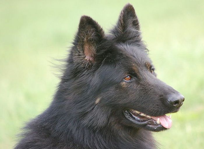 Trained Family Protection Dog (Sold) - Zues