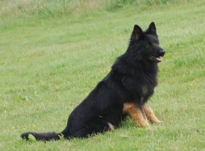 Trained Family Protection Dog (Sold) - Zues