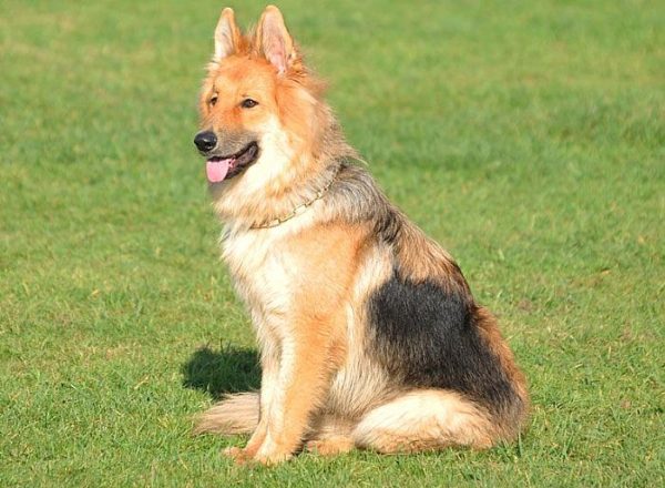 Trained Family Protection Dog (Sold) - Zues