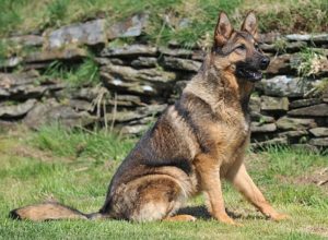 Trained Family Protection Dog (Sold) - Abbey