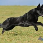 Trained Dogs For Sale - Ben Run