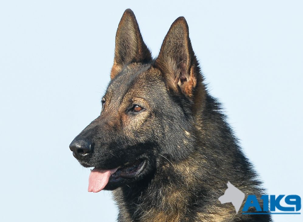 Trained Dogs – Nero