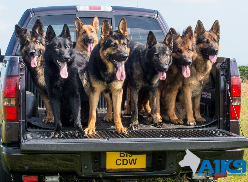 Personal Protection Dogs For Sale | A1K9®