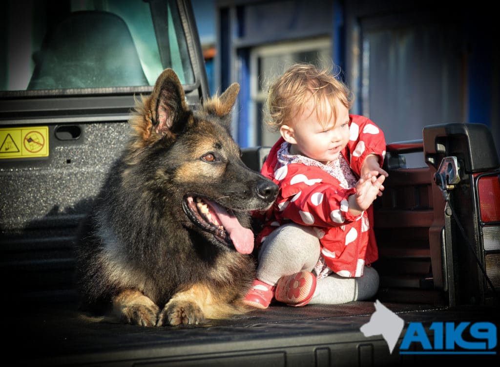 A1K9 Family Protection Dog Harry with Baby