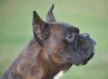 Trained Family Protection Dog (Sold) – Cassius