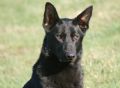 A1K9s Protection Dog Cay
