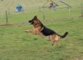 Trained Personal Protection Dog (Sold) – Cezar
