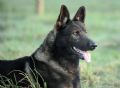 A1K9s Protection Dog Cezar