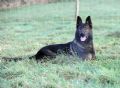 A1K9s Protection Dog Cezar