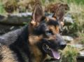 Trained Family Protection Dog (Sold) – Cyrus