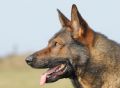Trained Family Protection Dog (Sold) – Dino