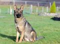 Trained Family Protection Dog (Sold) – Diva