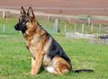 A1K9s Protection Dog Dux Sit