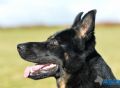 Trained Personal Protection Dog (Sold) – Ella