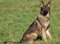Trained Family Protection Dog (Sold) – Elsa