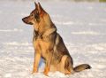 A1K9s Protection Dog Emmy Sit