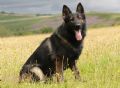 A1K9s Protection Dog Ero Sit