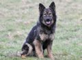 Trained Family Protection Dog (Sold) – Fly
