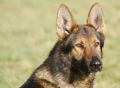 Trained Family Protection Dog (Sold) – Fyn