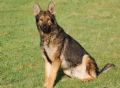 A1K9s Protection Dog Fyn Down