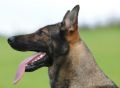Trained Family Protection Dog (Sold) – Gabi