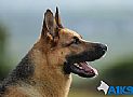 Trained Family Protection Dog (Sold) – Gemma