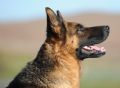 Trained Family Protection Dog (Sold) – Geri
