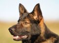 Trained Family Protection Dog (Sold) – Gotz