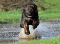 Trained Family Protection Dog (Sold) – Grace