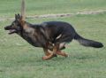 A1K9s Protection Dog Gusa Running