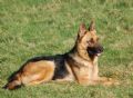 A1K9s Protection Dog Gypsy Down