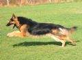 A1K9s Protection Dog Harry Running