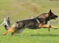 A1K9s Protection Dog Ira Running