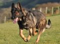 A1K9s Protection Dog Irr Running
