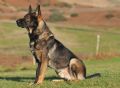 A1K9s Protection Dog Irr Sit