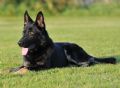 Trained Family Protection Dog (Sold) – Ivar