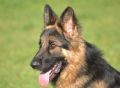 Trained Family Protection Dog (Sold) – Jake