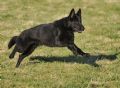A1K9s Protection Dog Kali Running
