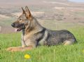 A1K9s Protection Dog Kiera Down