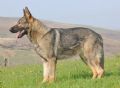 A1K9s Protection Dog Kiera